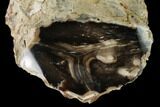 Polished Petrified Wood Limb Section - Eagle's Nest, Oregon #158902-1